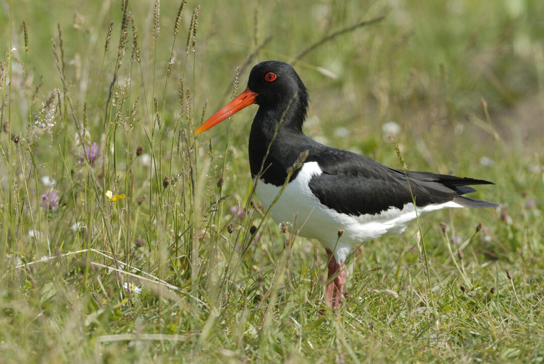 VOGELBESCHERMING NEDERLAND – YEAR OF THE OYSTERCATCHER